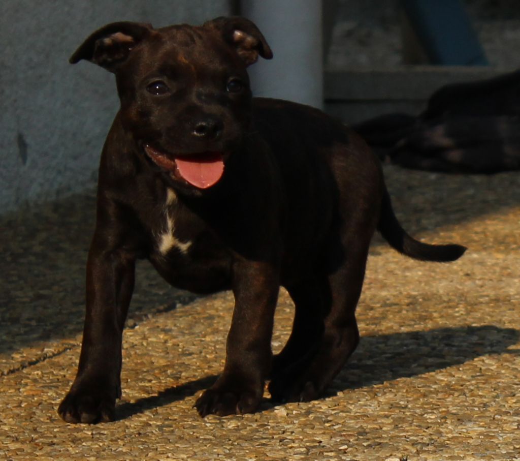 Les chiens nés chez nous