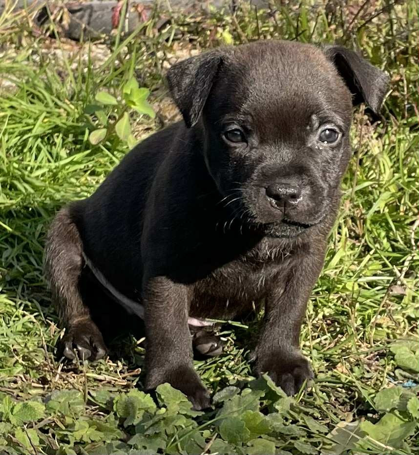Mythic Devil - Chiots disponibles - Staffordshire Bull Terrier