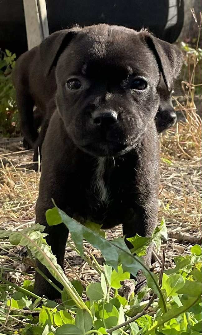 Mythic Devil - Chiots disponibles - Staffordshire Bull Terrier