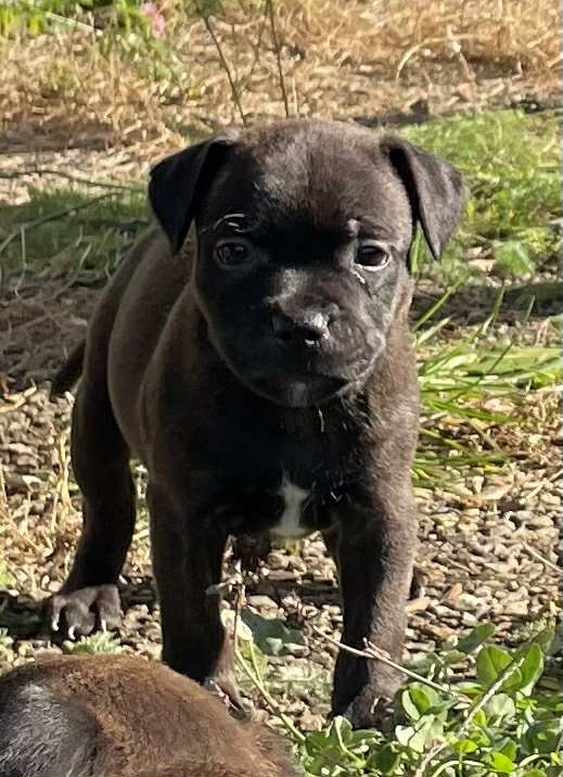 Mythic Devil - Chiots disponibles - Staffordshire Bull Terrier