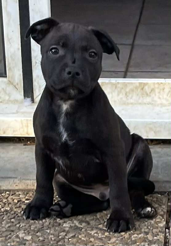 Mythic Devil - Chiots disponibles - Staffordshire Bull Terrier