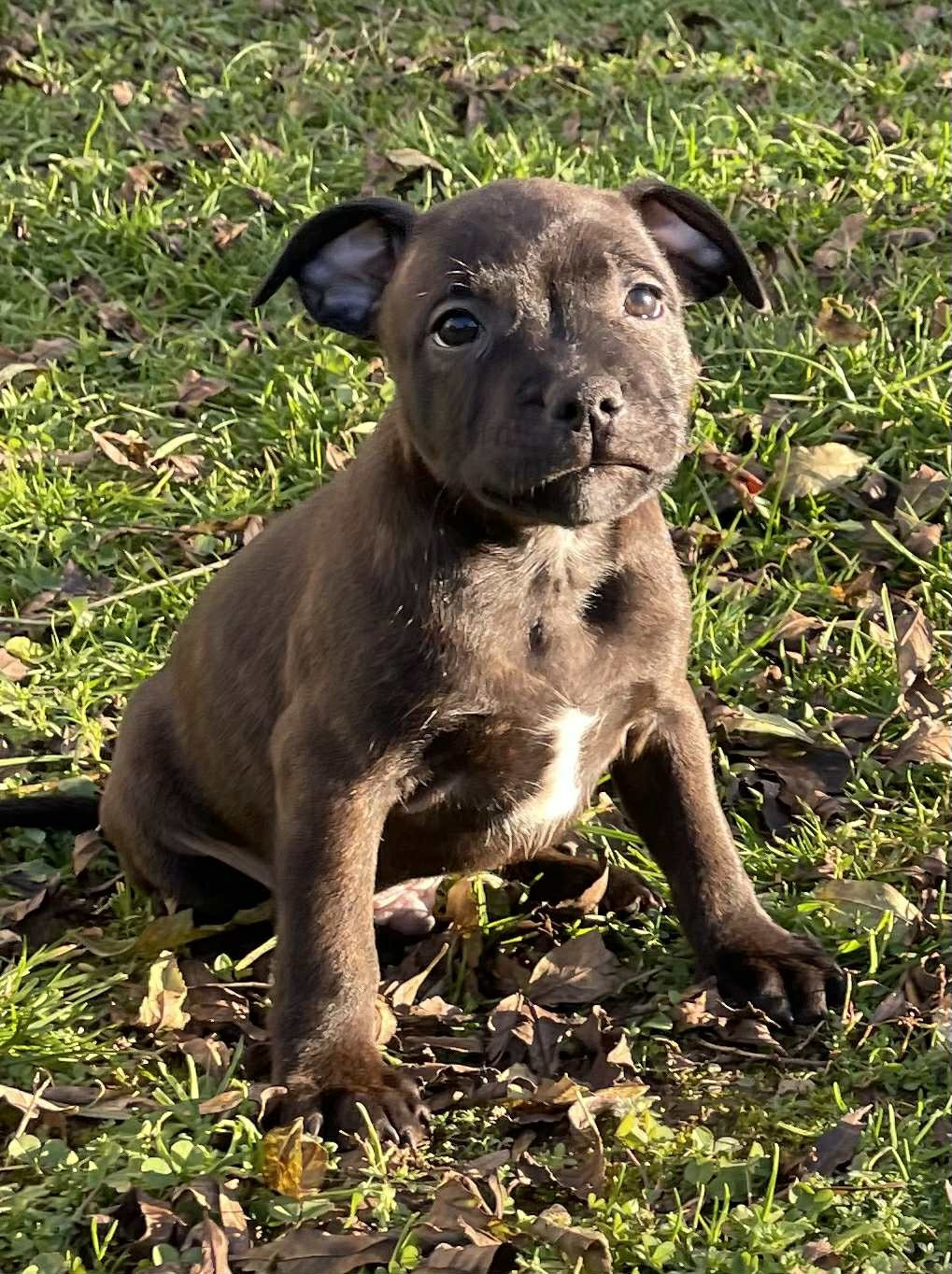 Mythic Devil - Chiots disponibles - Staffordshire Bull Terrier