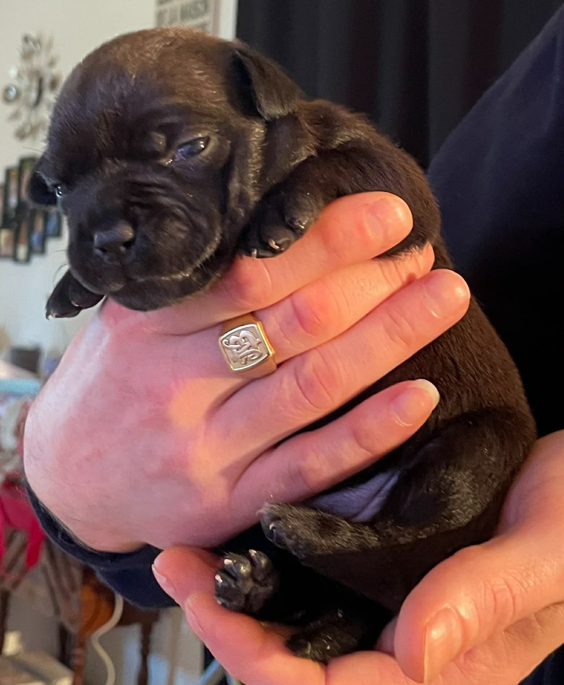 Mythic Devil - Staffordshire Bull Terrier - Portée née le 12/02/2026