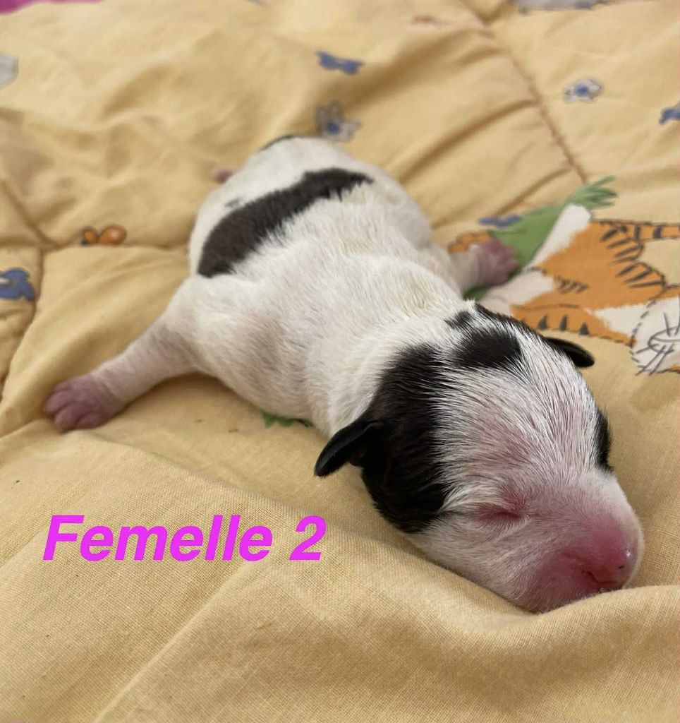 Mythic Devil - Chiots disponibles - Staffordshire Bull Terrier