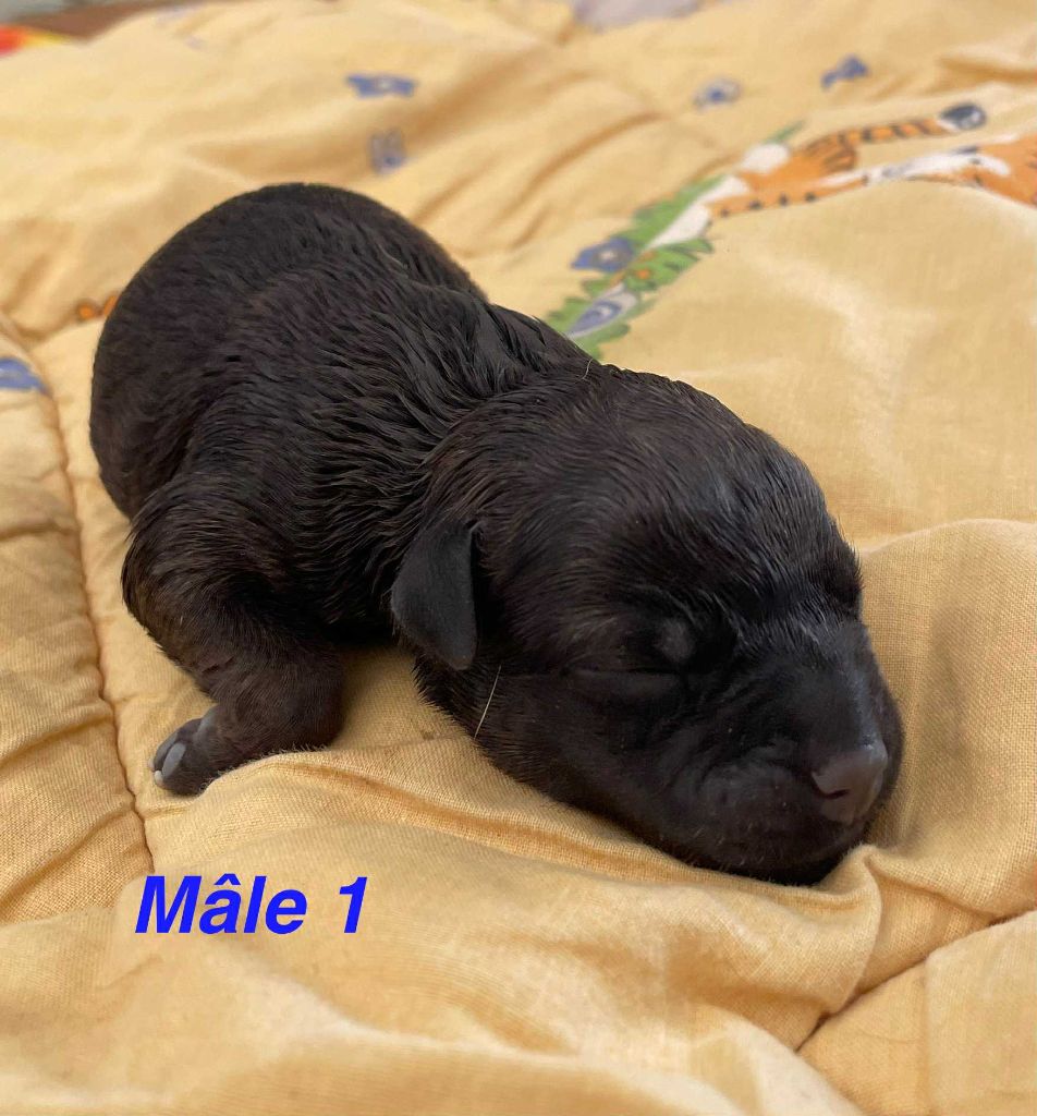 Mythic Devil - Chiots disponibles - Staffordshire Bull Terrier