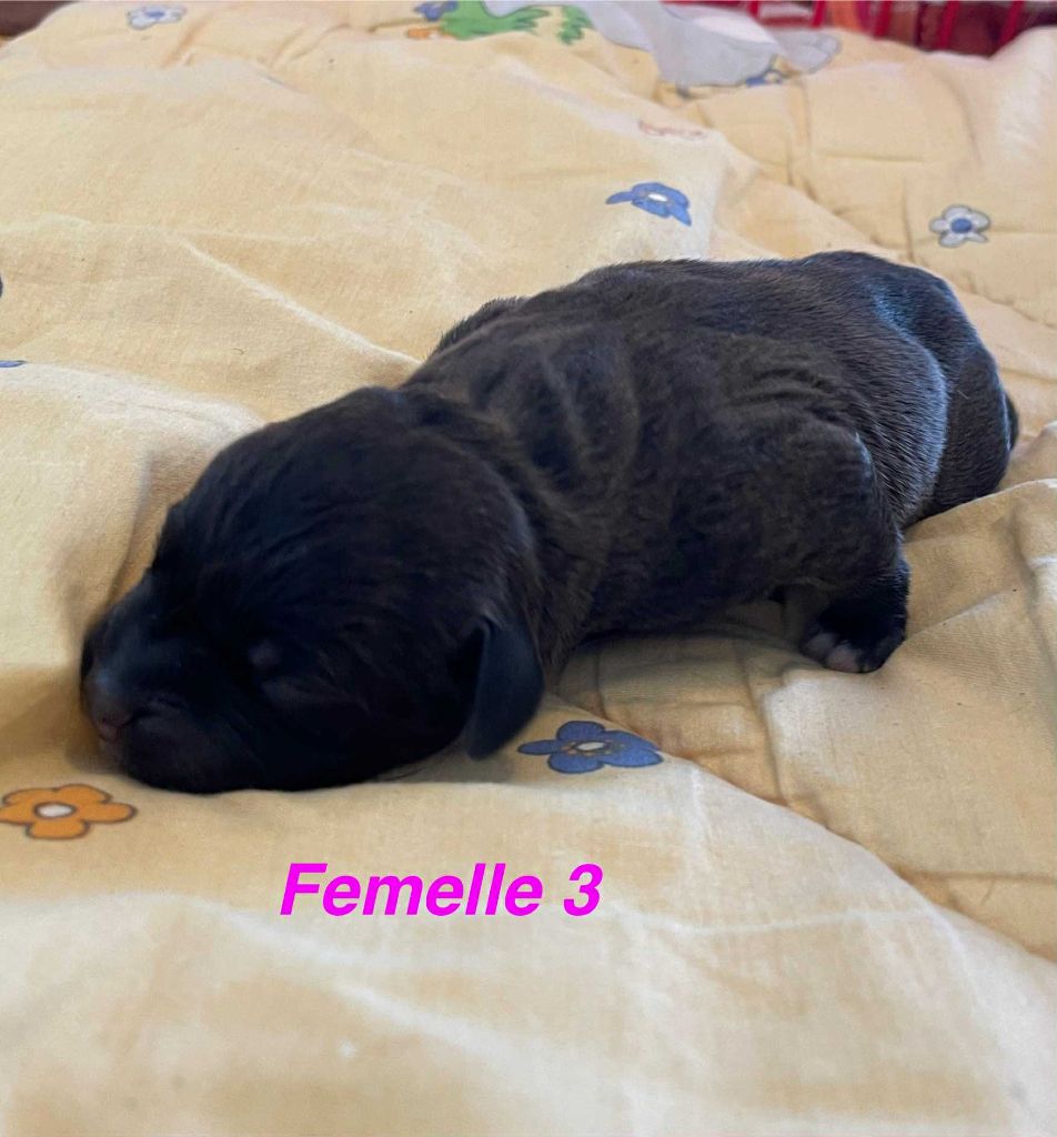 Mythic Devil - Chiots disponibles - Staffordshire Bull Terrier