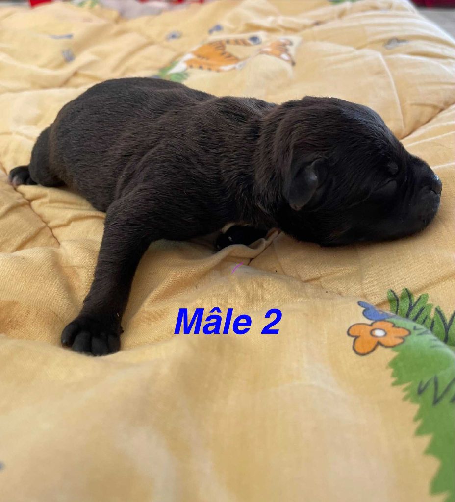 Mythic Devil - Chiots disponibles - Staffordshire Bull Terrier