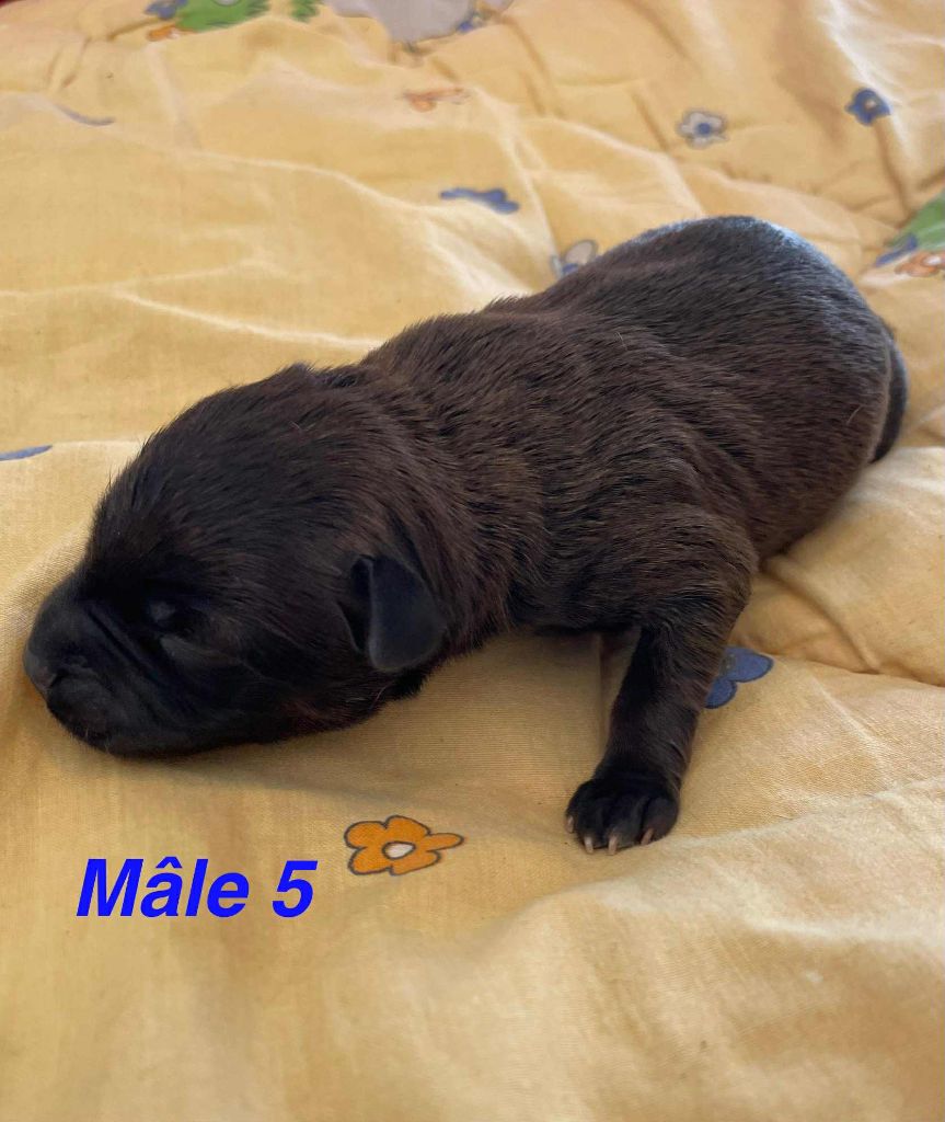 Mythic Devil - Chiots disponibles - Staffordshire Bull Terrier