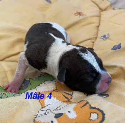 CHIOT