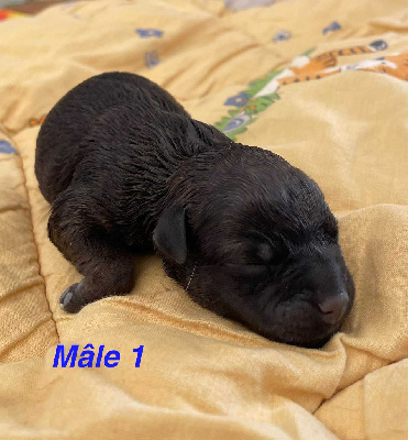 CHIOT