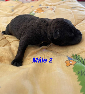 CHIOT