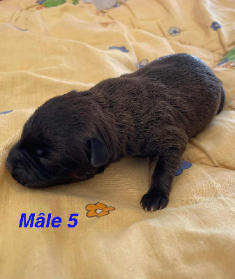 CHIOT