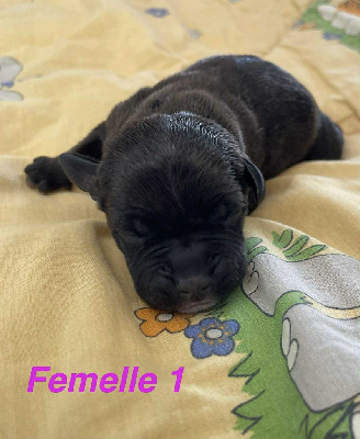 CHIOT