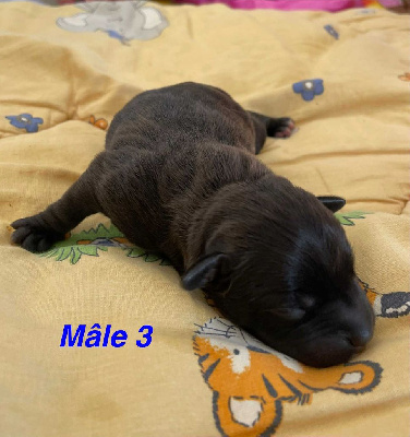CHIOT