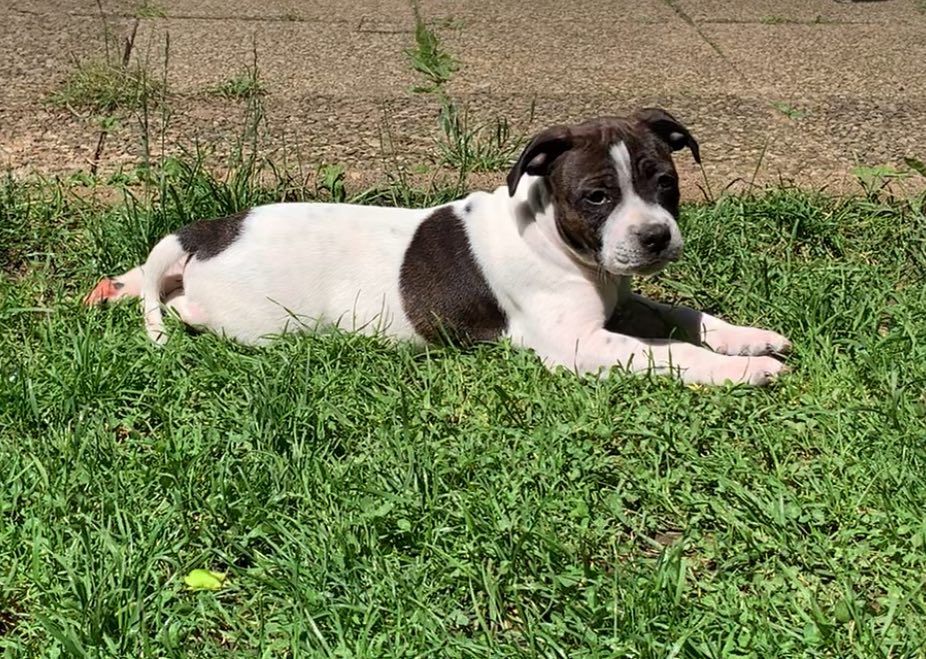 Mythic Devil - Staffordshire Bull Terrier - Portée née le 23/04/2024