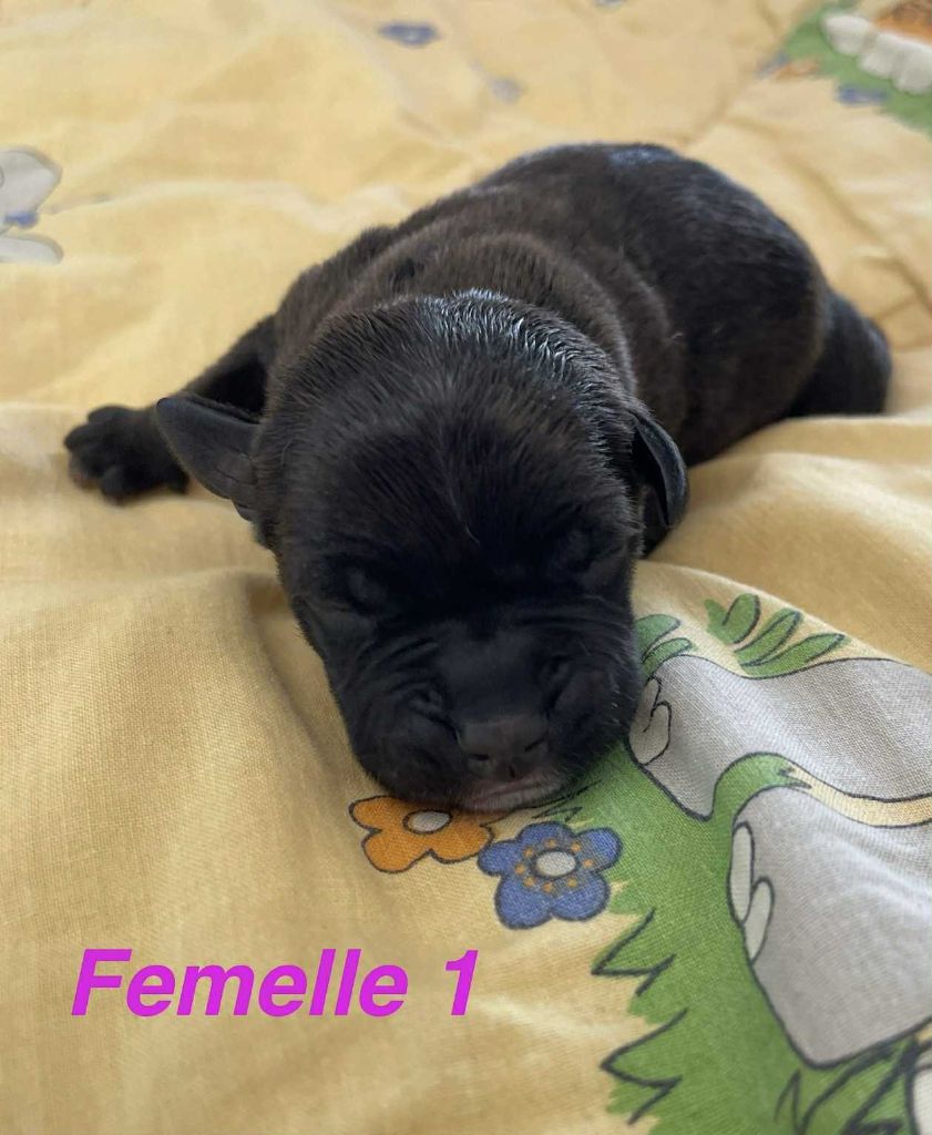 Mythic Devil - Chiots disponibles - Staffordshire Bull Terrier