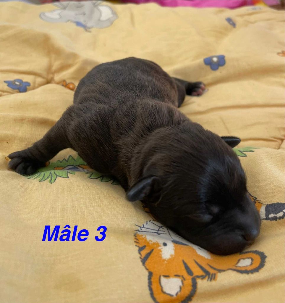 Mythic Devil - Chiots disponibles - Staffordshire Bull Terrier